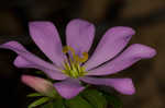 Appalachian rose gentian